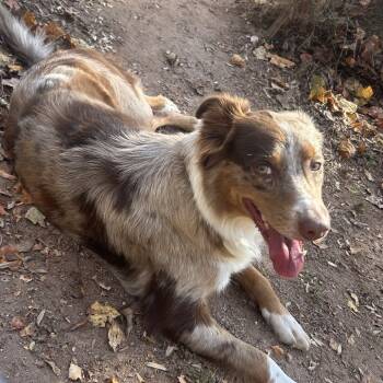 Rescue Australian Shepherd Dogs for Adoption in Columbus, North Carolina - Maple | PetCurious