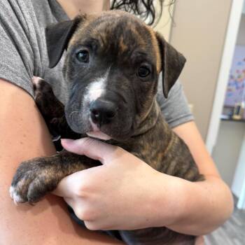 Bueller -  Pit Bull Terrier Dog for Adoption in Muncie, Indiana - Bueller | PetCurious