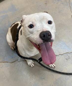 Ozzy -  Pit Bull Terrier Dog for Adoption in Bryant, Arkansas - Ozzy | PetCurious