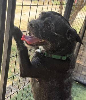 T-Bone -  Terrier Dog Available for Adoption in Canutillo, Texas - T-Bone | PetCurious