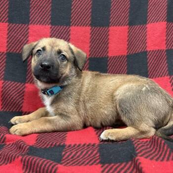 German Shepherd Dog and Rottweiler Dogs Available for Adoption - Pine | PetCurious