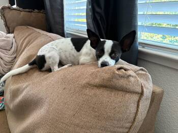 Audrey -  Chihuahua and Terrier Dog for Adoption in Davis, California - Audrey | PetCurious
