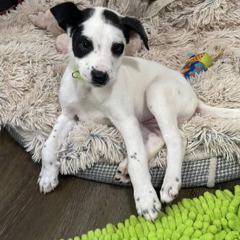 American Staffordshire Terrier and Great Pyrenees Dogs Available for Adoption - Violin | PetCurious