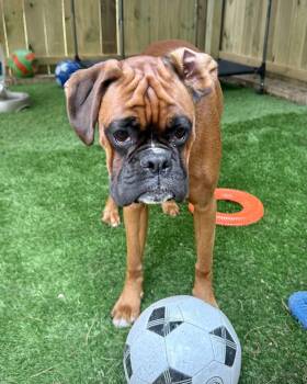 Boxer Dogs Available for Adoption in Monticello, New York - Elliot | PetCurious