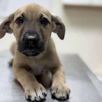 Calypso-4459 -  Mixed Breed Dog for Adoption in Tyler, Texas - Calypso-4459 | PetCurious