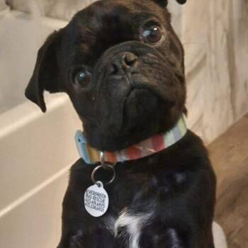 Brutus -  Pug Dog for Adoption in Seattle, Washington - Brutus | PetCurious
