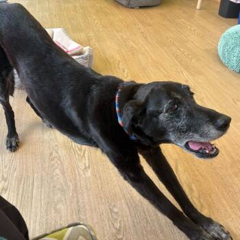 Black Labrador Retriever Dogs Available for Adoption in San Francisco, California - Wyatt 14048 | PetCurious