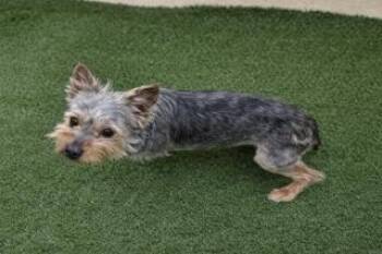 Yorkshire Terrier Dogs Available for Adoption - Archie | PetCurious