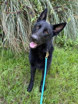 Digby -  German Shepherd Dog Dog for Adoption in Williston, Florida - Digby | PetCurious