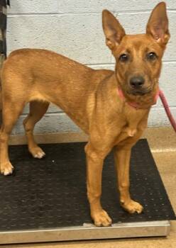 Jessica -  Mixed Breed Dog for Adoption in Chamblee, Georgia - Jessica | PetCurious