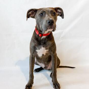 952 (2026) Jackson -  Pit Bull Terrier and Mixed Breed Dog for Adoption in Parker, Colorado - 952 (2026) Jackson | PetCurious