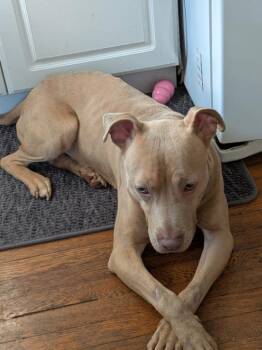 Gabe -  Mixed Breed Dog for Adoption in Cincinnati, Ohio - Gabe | PetCurious