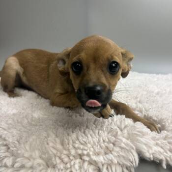 Potato -  Chihuahua Dog for Adoption in San Antonio, Texas - Potato | PetCurious