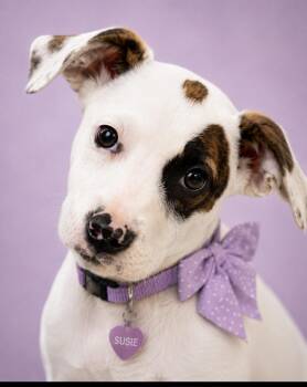 Susie -  Australian Shepherd Dog for Adoption in Cumming, Georgia - Susie | PetCurious
