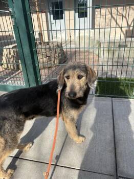 Airedale Terrier and Mixed Breed Dogs Available for Adoption - CHILI | PetCurious