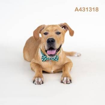 JACK -  Labrador Retriever and Mixed Breed Dog for Adoption in Conroe, Texas - JACK | PetCurious