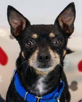 Joseph -  Chihuahua and Terrier Dog for Adoption in Kennesaw, Georgia - Joseph | PetCurious
