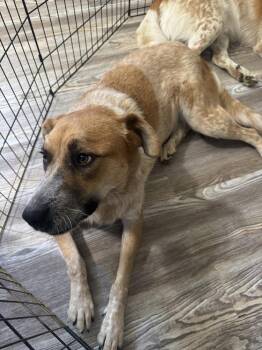 Peachy -  Great Dane and Great Pyrenees Dog for Adoption in Chattanooga, Tennessee - Peachy | PetCurious