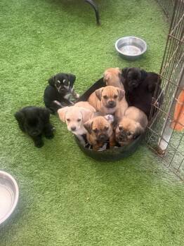 Rescue Chihuahua and Dachshund Dogs for Adoption in Imperial Beach, California - Puppies 6 Male/2 Females Chiweenie Mixes | PetCurious