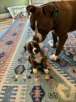 Pit Bull Terrier Dogs Available for Adoption in Pleasant Ridge, Michigan - Harley | PetCurious