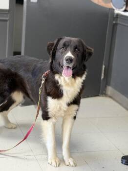 Rescue Border Collie Dogs for Adoption in Owensboro, Kentucky - Sandy | PetCurious