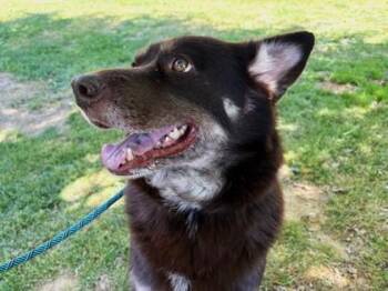 Athena 278-26 -  Siberian Husky and German Shepherd Dog Dog for Adoption in Cumming, Georgia - Athena 278-26 | PetCurious