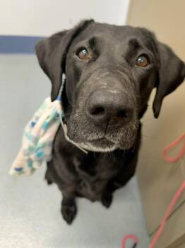 Scarlet Tag 744 -  Black Labrador Retriever Dog for Adoption in Central Islip, New York - Scarlet Tag 744 | PetCurious