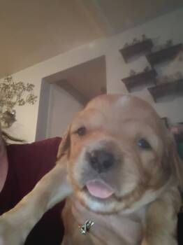 Cavapoo Dogs Available for Sale in Cranston, Rhode Island - Boy#1 | PetCurious