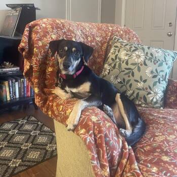 Chihuahua and Mixed Breed Dogs Available for Adoption in Minnetonka, Minnesota - Alvin D66181 | PetCurious