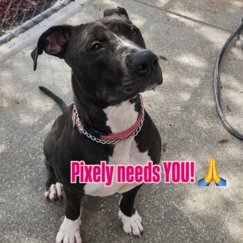 Rescue Pit Bull Terrier Dogs for Adoption in Fort Pierce, Florida - Pixely | PetCurious