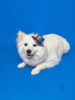 USHER -  American Eskimo Dog Dog Available for Adoption - USHER | PetCurious