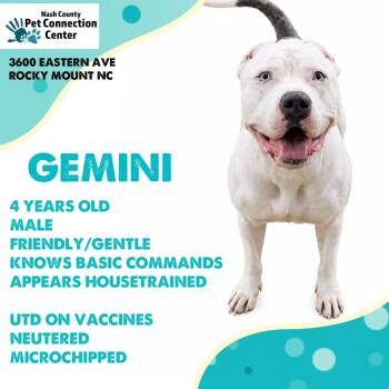 GEMINI  Available NOW - ADOPTION or RESCUE! -  Mixed Breed Dog for Adoption in Nashville, North Carolina - GEMINI  Available NOW - ADOPTION Or RESCUE! | PetCurious
