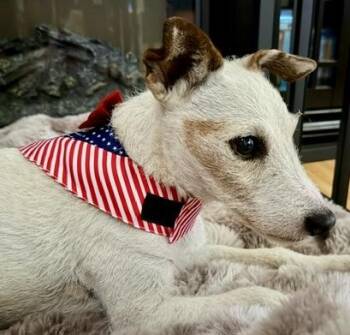 Daisy (Cypress CA) -  Jack Russell Terrier Dog for Adoption in Moorpark, California - Daisy (Cypress CA) | PetCurious