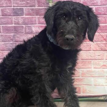 Bramble -  Terrier and Mixed Breed Dog for Adoption in Fort Collins, Colorado - Bramble | PetCurious