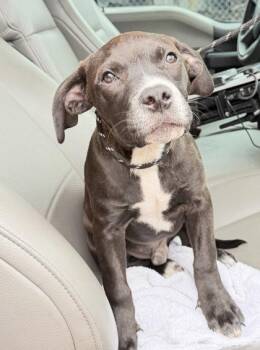 Pit Bull Terrier and Mixed Breed Dogs Available for Adoption - Booboo - P | PetCurious