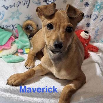 Chihuahua and Terrier Dogs Available for Adoption - MAV | PetCurious