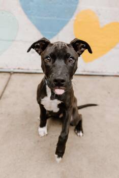 Dj -  Labrador Retriever Dog for Adoption in Charlotte, North Carolina - Dj | PetCurious