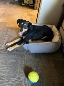 MacKinnon -  Rottweiler and Mixed Breed Dog for Adoption in Fort Collins, Colorado - MacKinnon | PetCurious