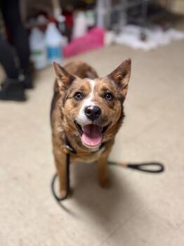 Australian Cattle Dog Blue Heeler and Mixed Breed Dogs Available for Adoption - Cuddle Puddle | PetCurious