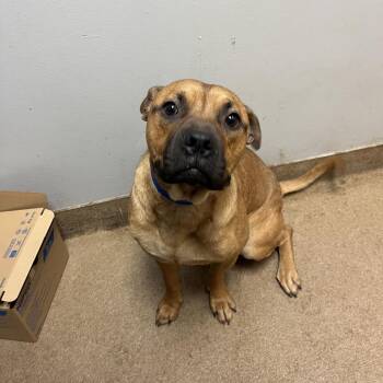 Bobo -  Mixed Breed Dog for Adoption in Chattanooga, Tennessee - Bobo | PetCurious