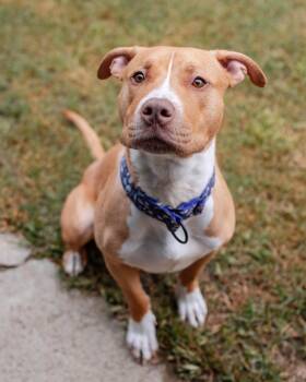 Dovie -  American Bully Dog for Adoption in Des Peres, Missouri - Dovie | PetCurious