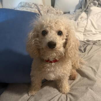 Mallory -  Miniature Poodle Dog for Adoption in Mahwah, New Jersey - Mallory | PetCurious