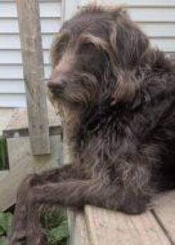 Harry -  Labrador Retriever and Standard Poodle Dog for Adoption in West Chester, Pennsylvania - Harry | PetCurious