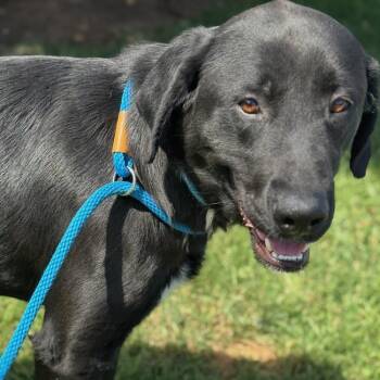 Labrador Retriever Dogs Available for Adoption in San Diego, California - Brody - Adopted! | PetCurious