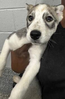 Siberian Husky and Mixed Breed Dogs Available for Adoption in West Chester, Pennsylvania - Zuma | PetCurious