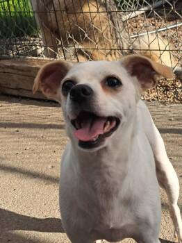 Tremor (LEO Hold) -  Jack Russell Terrier and Chihuahua Dog for Adoption in Fremont, Nebraska - Tremor (LEO Hold) | PetCurious