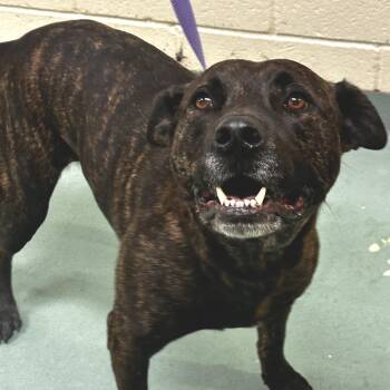 Mixed Breed Dogs Available for Adoption in Memphis, Tennessee - Chapman | PetCurious