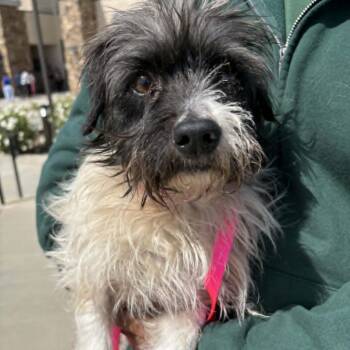 Terrier Dogs Available for Adoption in Chino Hills, California - Cracker - Costa Mesa Location | PetCurious