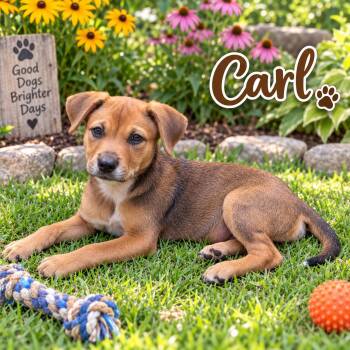 Carl -  Hound and Shepherd Dog for Adoption in Paramus, New Jersey - Carl | PetCurious