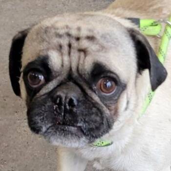 Mixed Breed Dogs Available for Adoption in Las Cruces, New Mexico - Peewee | PetCurious